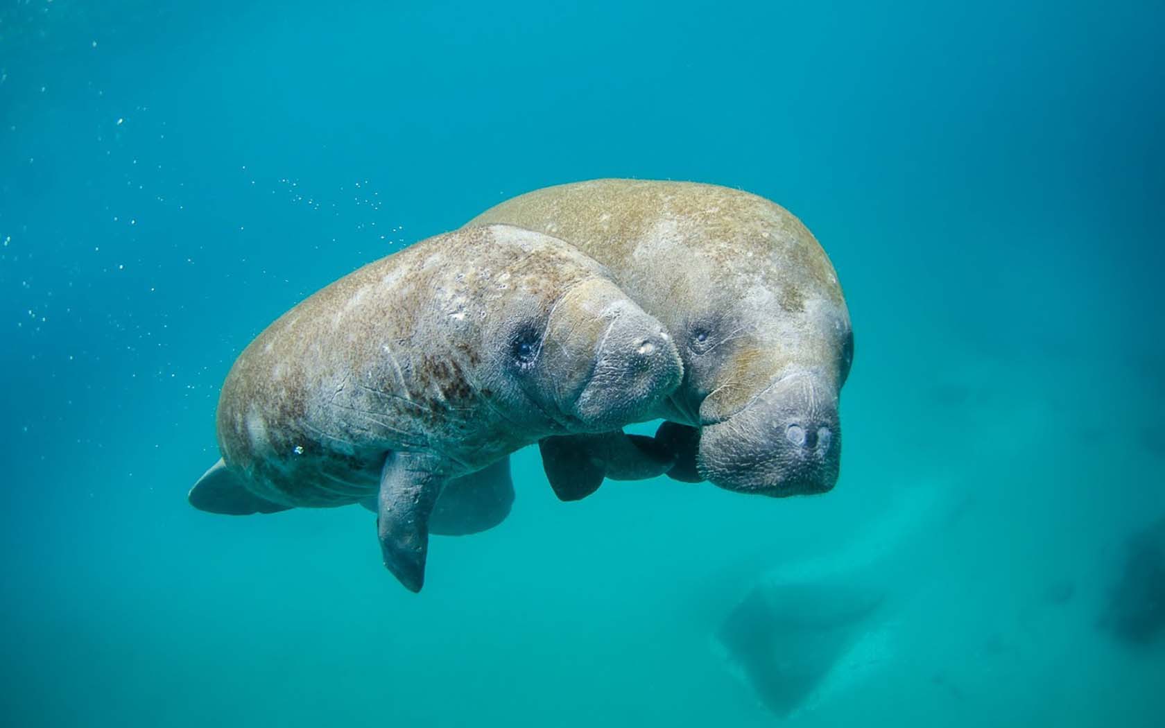 Manatees (sea cows) - the friendly giants of the sea